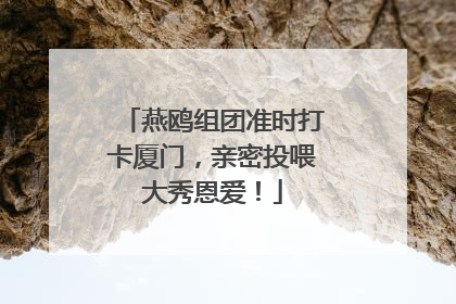 燕鸥组团准时打卡厦门，亲密投喂大秀恩爱！