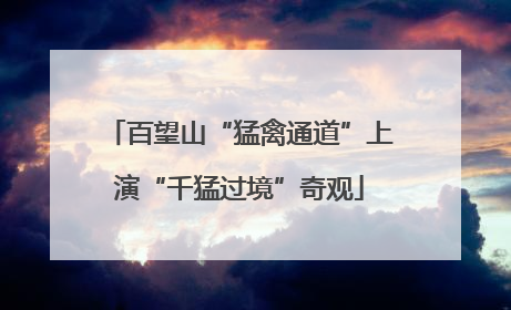 百望山“猛禽通道”上演“千猛过境”奇观