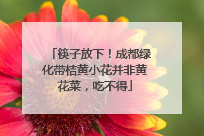 筷子放下！成都绿化带桔黄小花并非黄花菜，吃不得