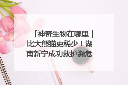 神奇生物在哪里｜比大熊猫更稀少！湖南新宁成功救护濒危鸟类海南鳽