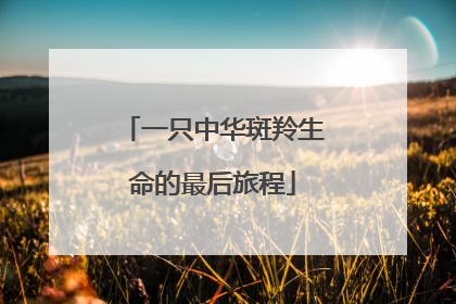 一只中华斑羚生命的最后旅程