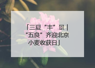 三夏“丰”景｜“五良”齐迎北京小麦收获日