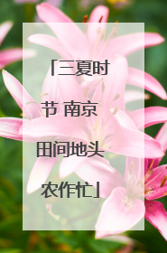 三夏时节 南京田间地头农作忙