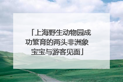 上海野生动物园成功繁育的两头非洲象宝宝与游客见面