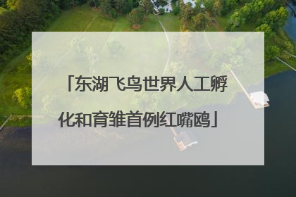 东湖飞鸟世界人工孵化和育雏首例红嘴鸥