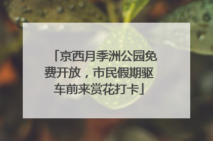 京西月季洲公园免费开放，市民假期驱车前来赏花打卡