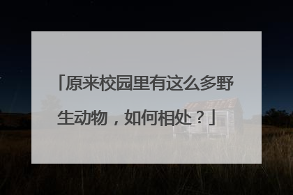 原来校园里有这么多野生动物，如何相处？