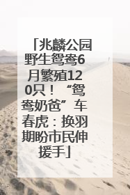 兆麟公园野生鸳鸯6月繁殖120只！“鸳鸯奶爸”车春虎：换羽期盼市民伸援手