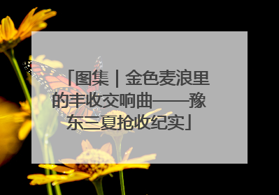 图集｜金色麦浪里的丰收交响曲——豫东三夏抢收纪实