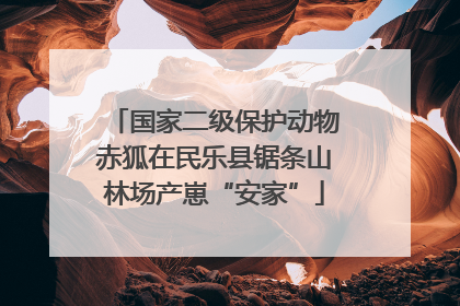 国家二级保护动物赤狐在民乐县锯条山林场产崽“安家”