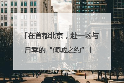 在首都北京，赴一场与月季的“倾城之约”