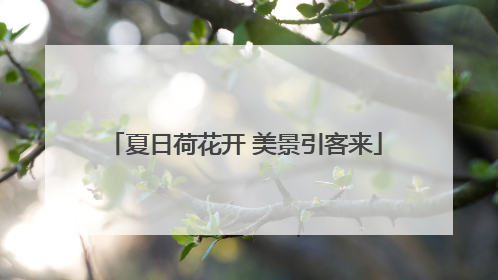 夏日荷花开 美景引客来