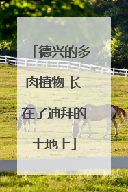 德兴的多肉植物 长在了迪拜的土地上