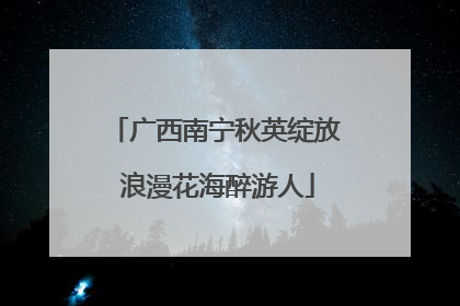 广西南宁秋英绽放 浪漫花海醉游人