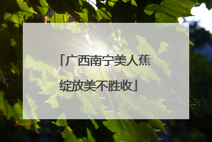 广西南宁美人蕉绽放美不胜收