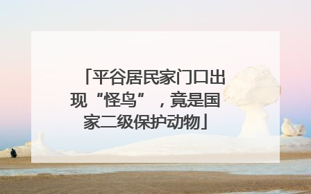 平谷居民家门口出现“怪鸟”，竟是国家二级保护动物