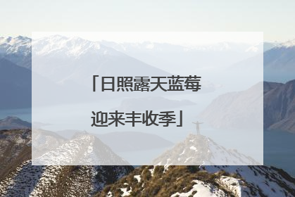日照露天蓝莓迎来丰收季