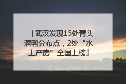 武汉发现15处青头潜鸭分布点，2处“水上产房”全国上榜