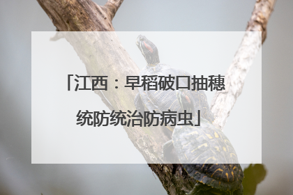 江西：早稻破口抽穗 统防统治防病虫