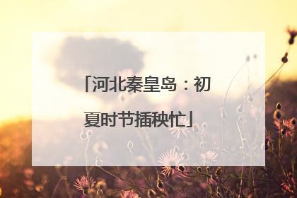 河北秦皇岛：初夏时节插秧忙