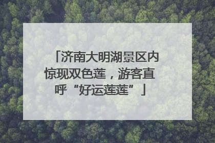 济南大明湖景区内惊现双色莲，游客直呼“好运莲莲”