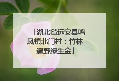 湖北省远安县鸣凤镇北门村：竹林遍野绿生金
