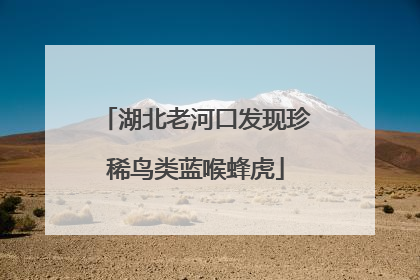 湖北老河口发现珍稀鸟类蓝喉蜂虎