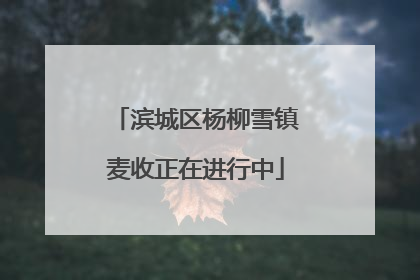 滨城区杨柳雪镇麦收正在进行中