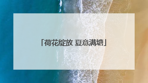 荷花绽放 夏意满塘
