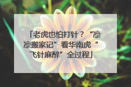 老虎也怕打针？“凛凛搬家记”看华南虎“飞针麻醉”全过程