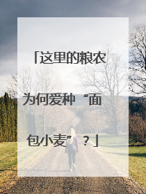 这里的粮农为何爱种“面包小麦”？