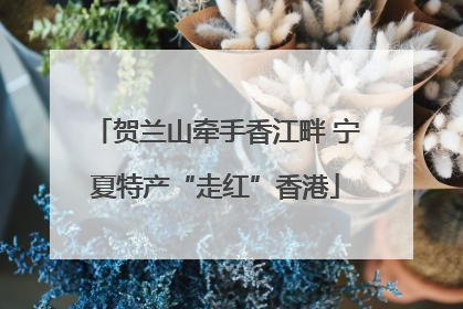 贺兰山牵手香江畔 宁夏特产“走红”香港