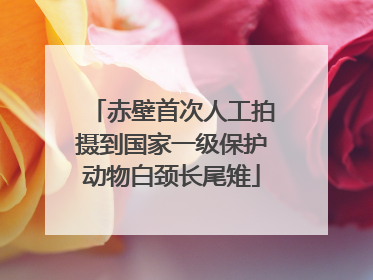 赤壁首次人工拍摄到国家一级保护动物白颈长尾雉