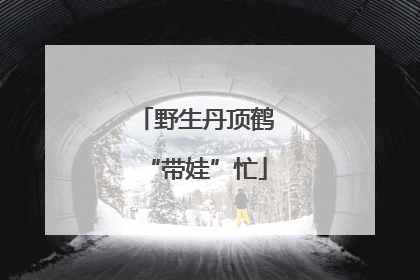 野生丹顶鹤“带娃”忙