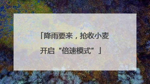 降雨要来，抢收小麦开启“倍速模式”