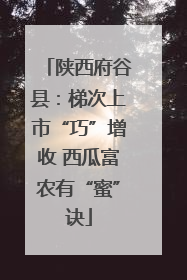 陕西府谷县：梯次上市“巧”增收 西瓜富农有“蜜”诀