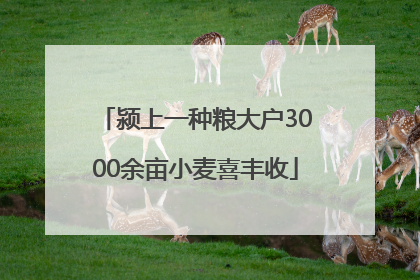 颍上一种粮大户3000余亩小麦喜丰收