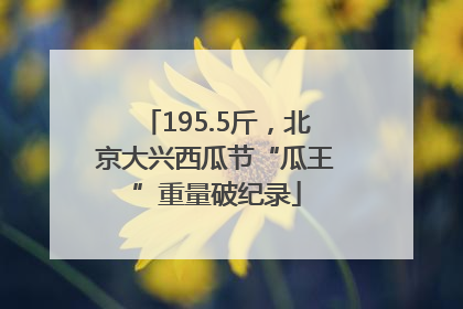 195.5斤，北京大兴西瓜节“瓜王”重量破纪录